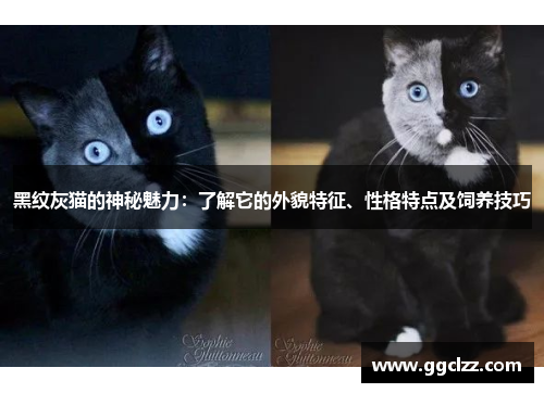 黑纹灰猫的神秘魅力：了解它的外貌特征、性格特点及饲养技巧